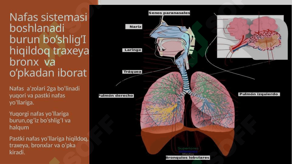 Nafas sistemasi 2