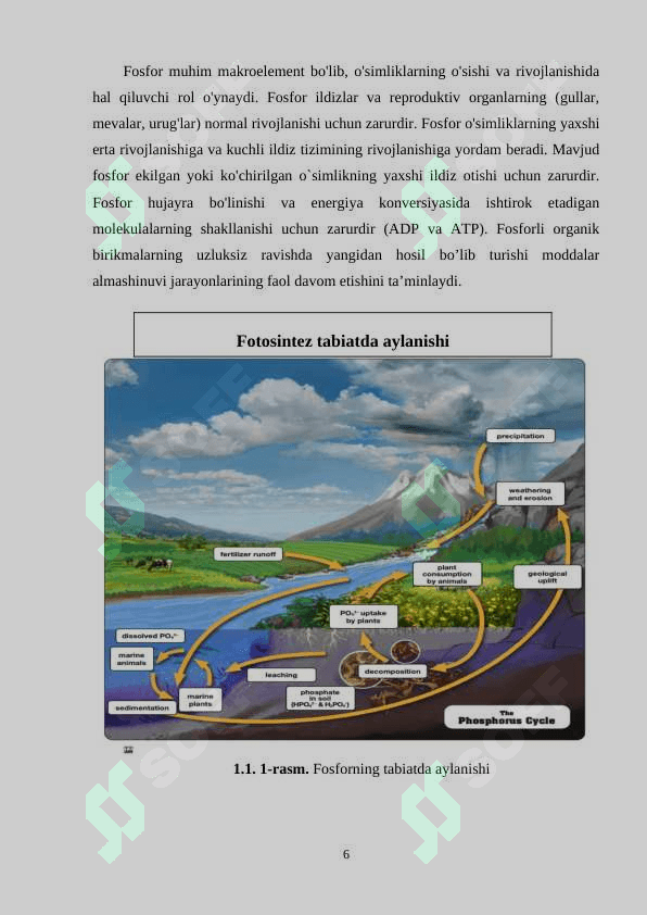 FOSFORLI MODDALAR VA ENERGIYA ALMASHINUVIDAGI AHAMIYATI 6