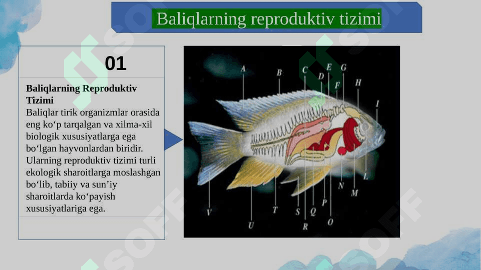 Baliqlarni Reproduktiv Chatishtirish 4