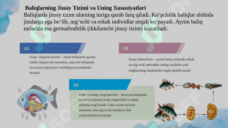Baliqlarni Reproduktiv Chatishtirish 5