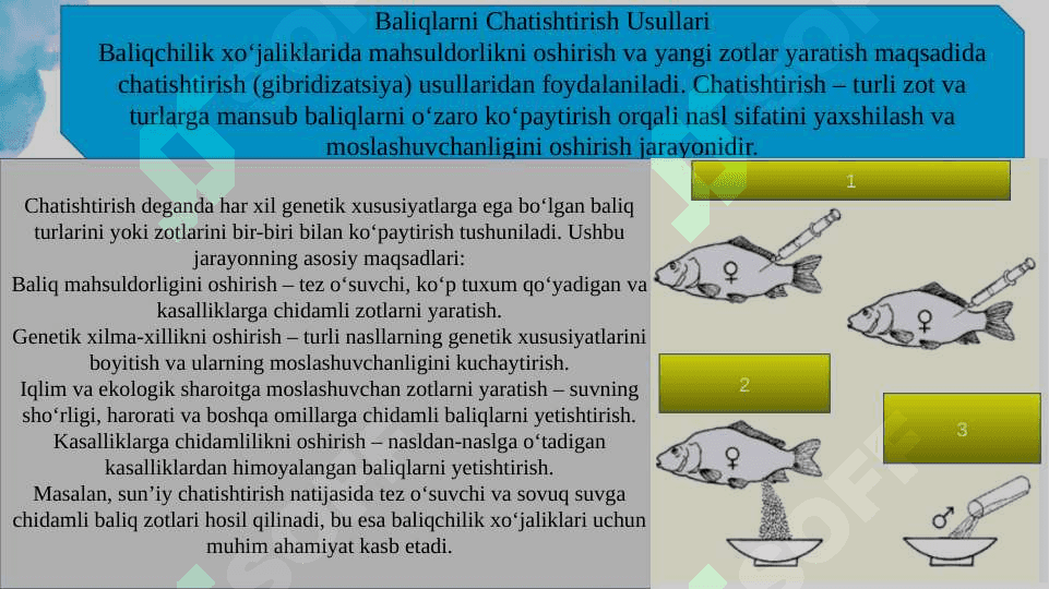 Baliqlarni Reproduktiv Chatishtirish 8