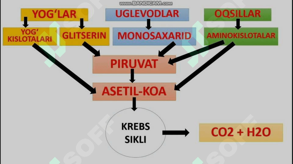 Mitoxondrial kasalliklar Energiya almashinuvining boshqarilishi 3