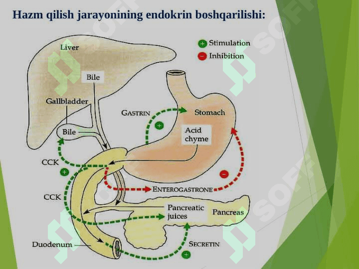 Hazmlanish jarayonining endokrin boshqariluvi. Me’da-ichak nayining endokrin hujayralari 5