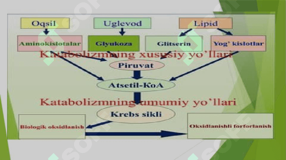 Katabolizmning yo`llari 2