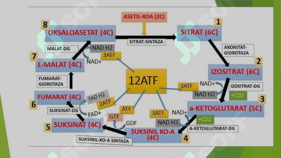Katabolizmning yo`llari 3