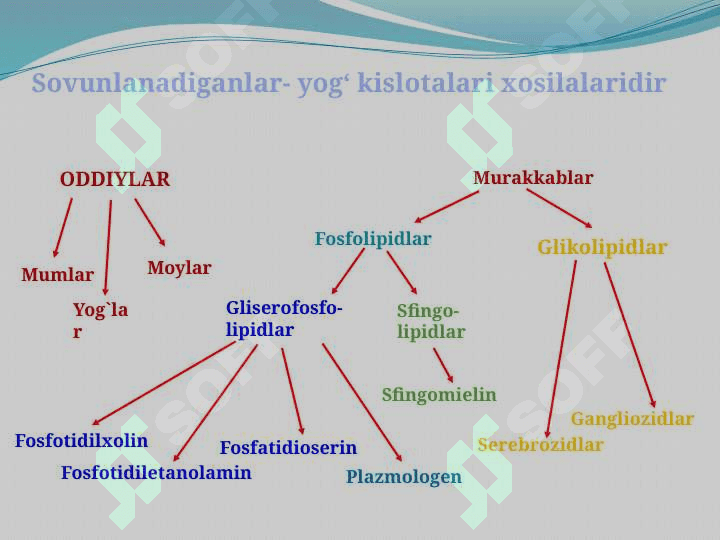 Lipidlarning tuzilishi, funksiyasi va metabolizmi 3