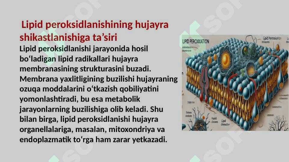Lipid peroksidlanishi 3
