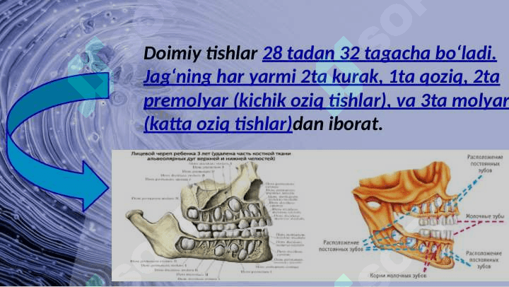 Tishlarning chiqishi, ildizlarning shakllanishi va sut tishlar ildizlarining surilish muddatlari 6