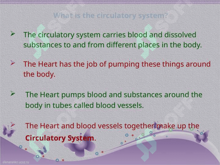 Circulatory System 2