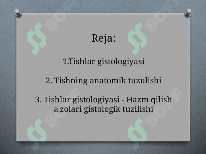 Tishlar anatomiyasi va gistalogiyasi 2