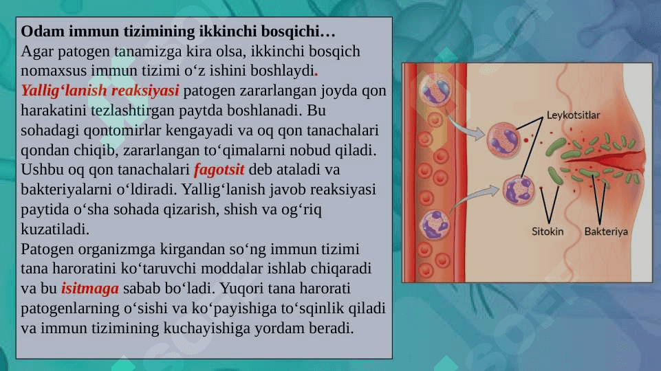 Immun tizimining shakllanishi va yoshga qarab o’zgarishi 7