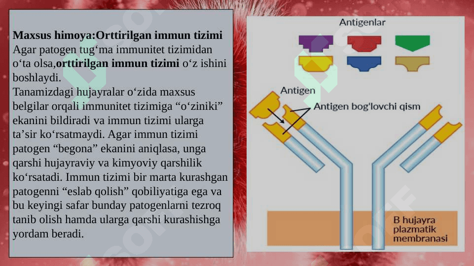 Immun tizimining shakllanishi va yoshga qarab o’zgarishi 8