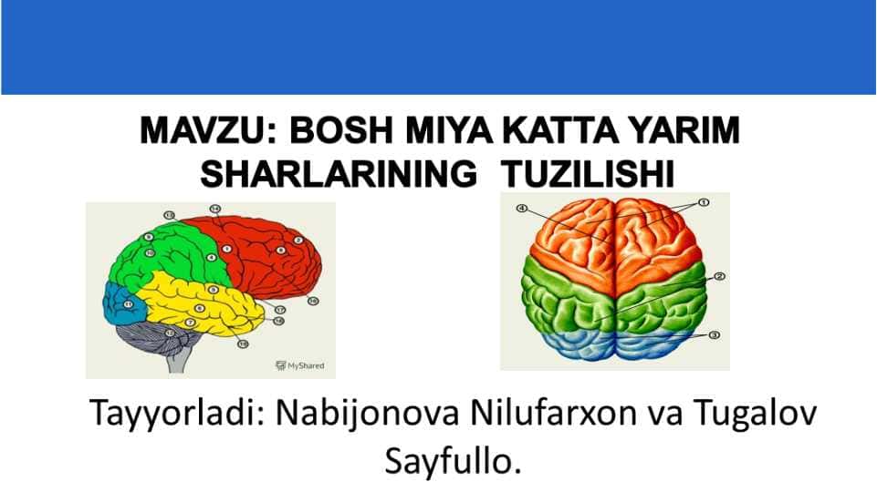 BOSH MIYA KATTA YARIM SHARLARINING  TUZILISHI