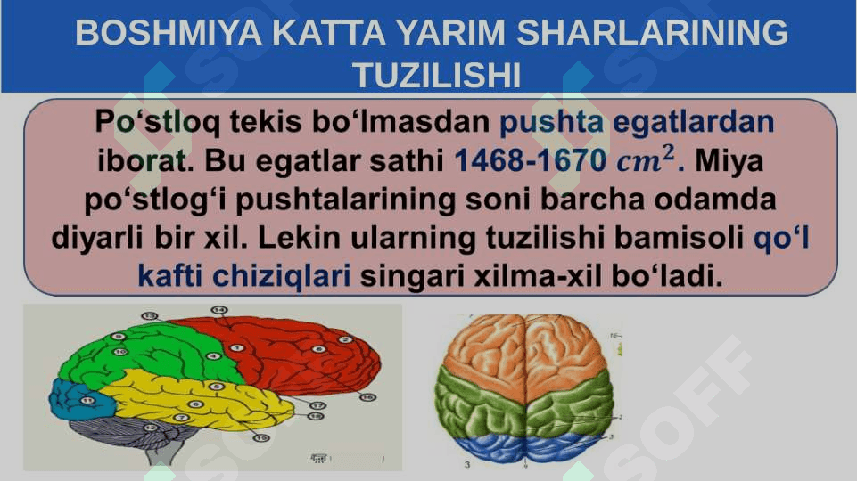 BOSH MIYA KATTA YARIM SHARLARINING  TUZILISHI 4