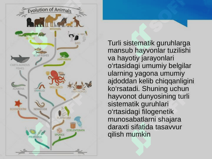 Hayvonot dunyosidagi evolutsion o‘zgarishlar 4