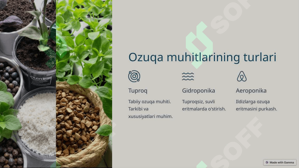 9-amaliy Osimliklarning_osishi_va_rivojlanishiga_turli_ozuqa_muhitlarining 4