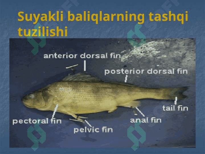 Suyakli baliqlar 4