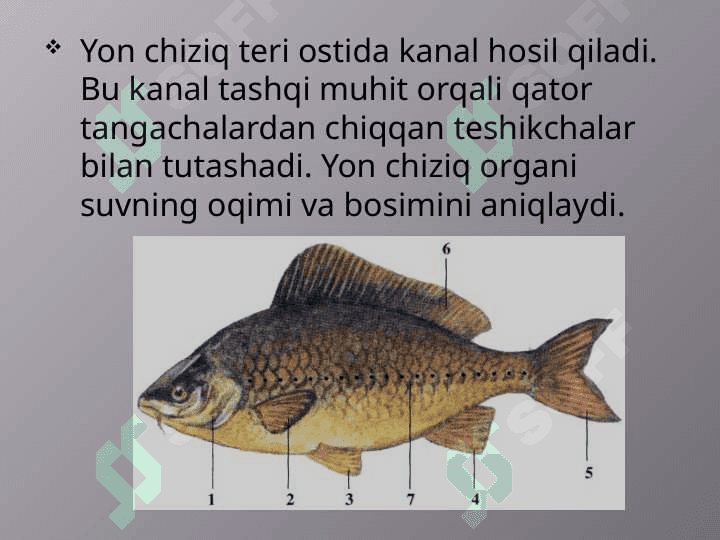 Suyakli baliqlar 7