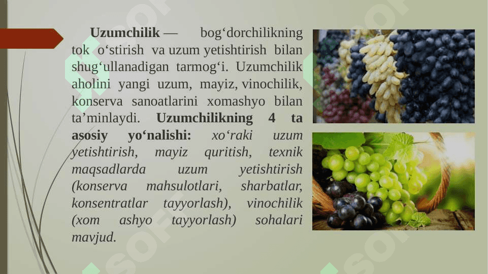 Uzumchilik mahsulotlarini yetishtirish 3