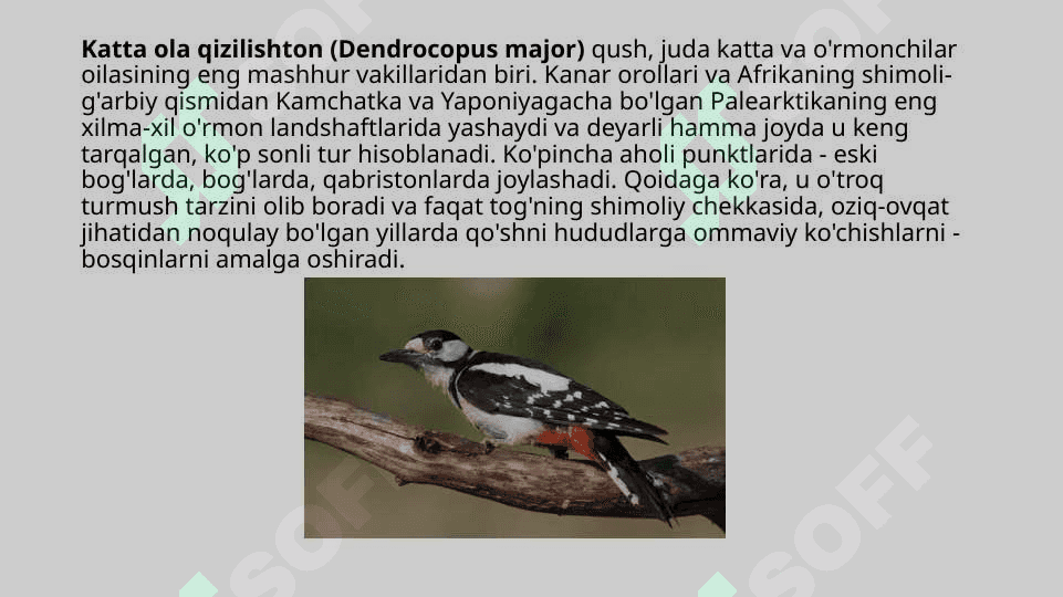 Hasharotxo`r qushlar, ularning tabiatda va inson hayotidagi o`rni 3
