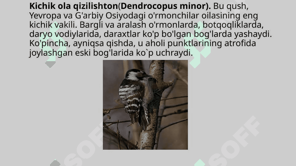 Hasharotxo`r qushlar, ularning tabiatda va inson hayotidagi o`rni 4