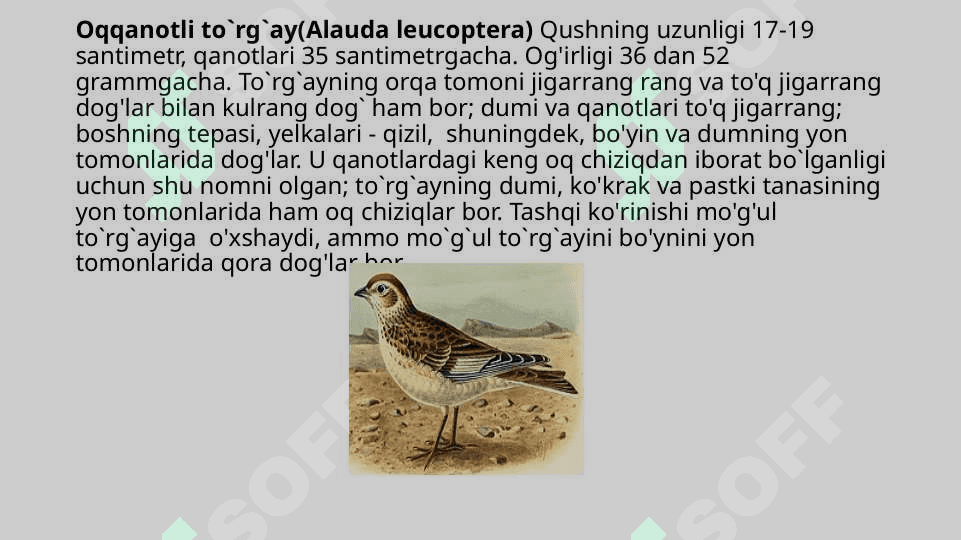 Hasharotxo`r qushlar, ularning tabiatda va inson hayotidagi o`rni 7