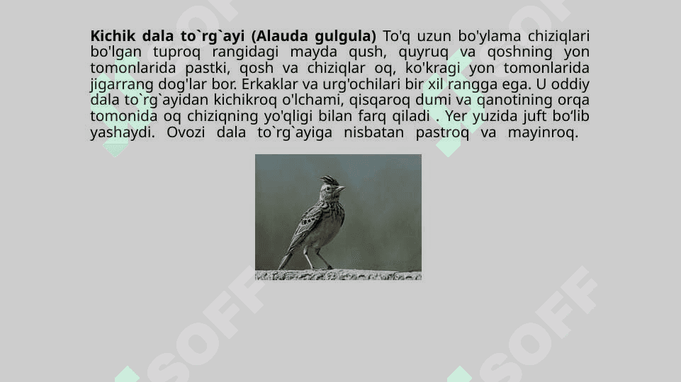 Hasharotxo`r qushlar, ularning tabiatda va inson hayotidagi o`rni 8