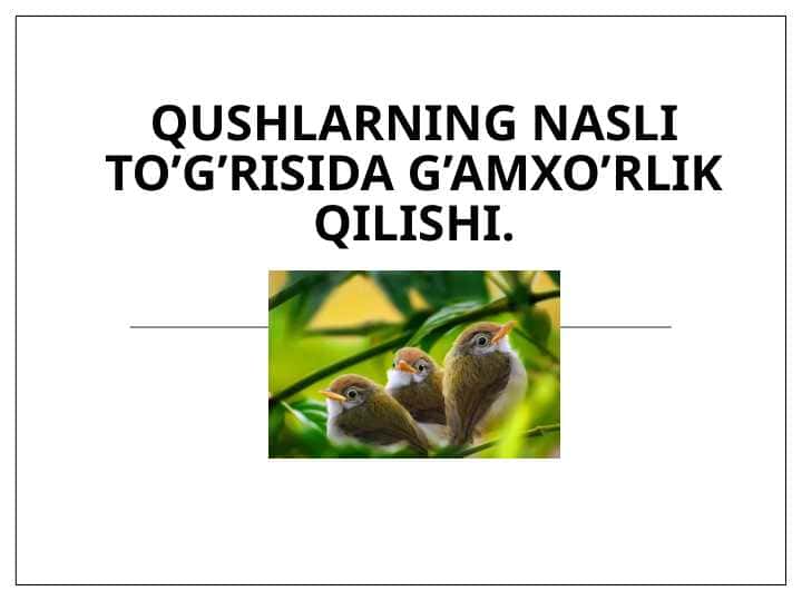 Qushlarning nasli to’g’risida g’amxo’rlik qilishi 1