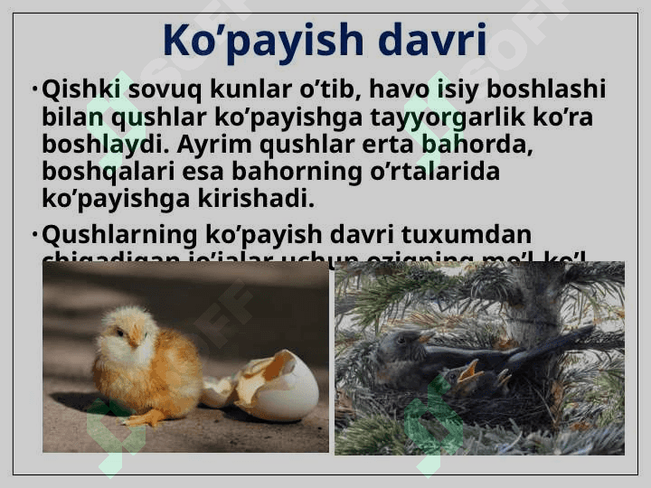 Qushlarning nasli to’g’risida g’amxo’rlik qilishi 3