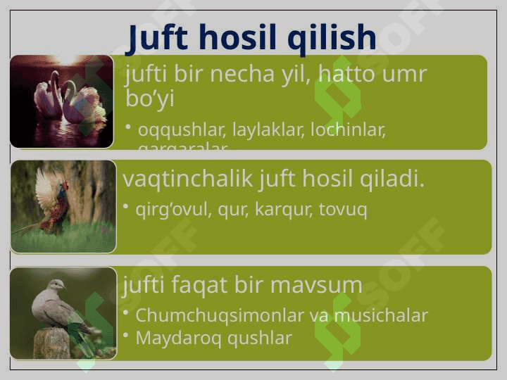 Qushlarning nasli to’g’risida g’amxo’rlik qilishi 4