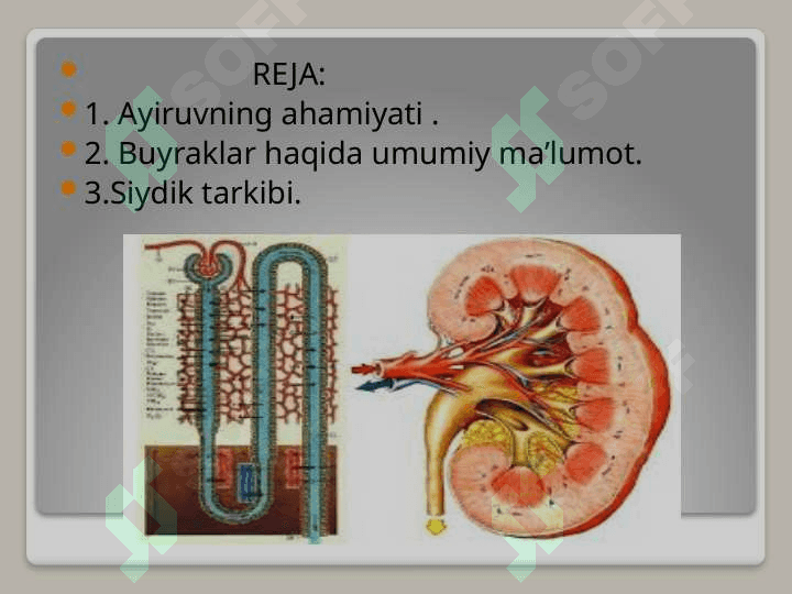 AYRUV TIZIMI. BUYRAKLAR. SIYDIK TARKIBI. 2
