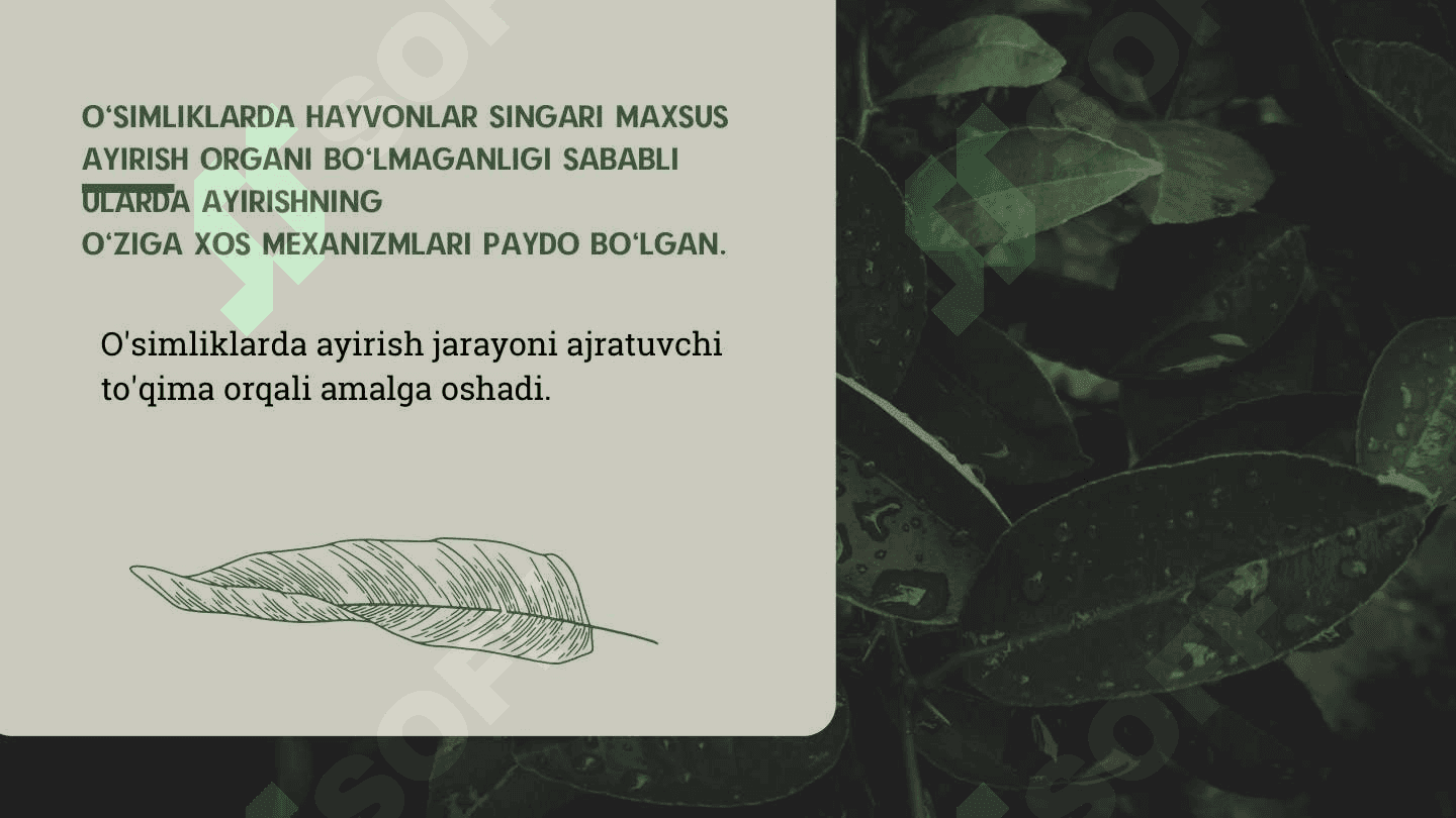O'simliklarda ekskretsiya 2