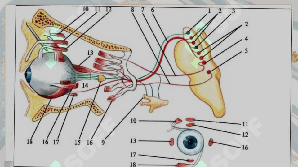 Anatomiya 6