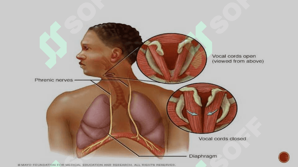 Hiqildoq anatomiya va fiziologiya 3