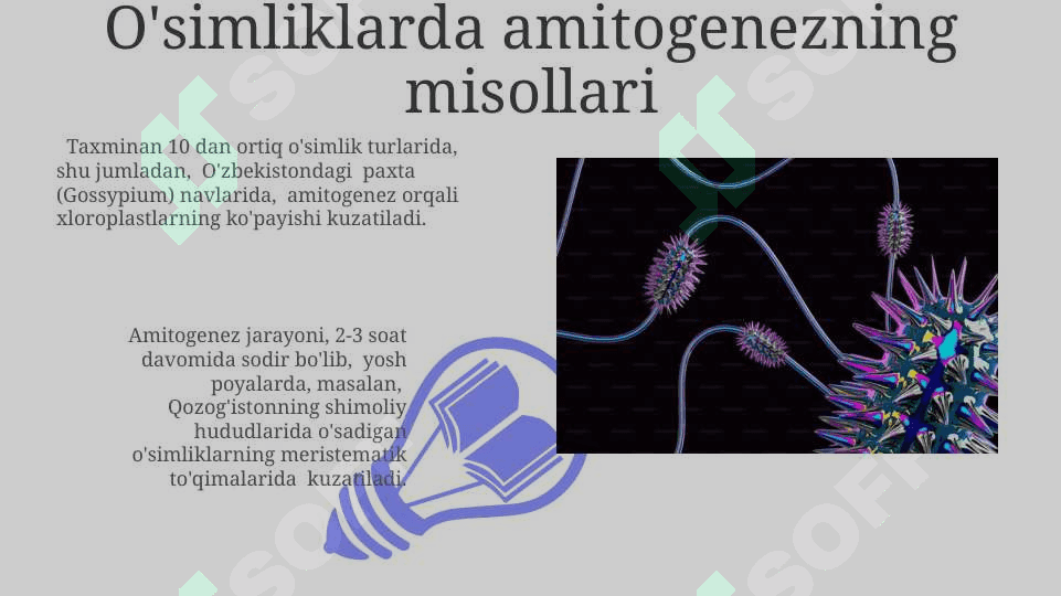 Gulli o'simliklar olamida amitoz mitoz va meyozning ahamiyati 3