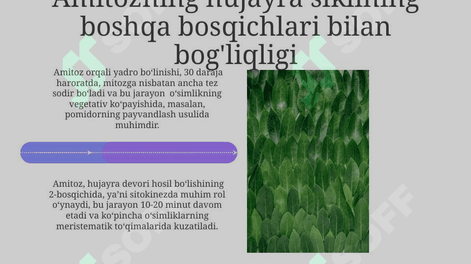 Gulli o'simliklar olamida amitoz mitoz va meyozning ahamiyati 4