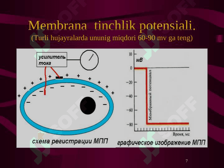 Qo’zg’aluvchan to’qimalarda bioelektrik hodisalar. Ta`sirlash qonunlari. 7
