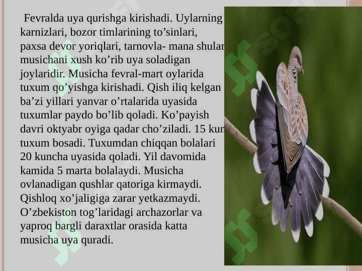 O’troq qushlar va ularning ekologiyasi 6