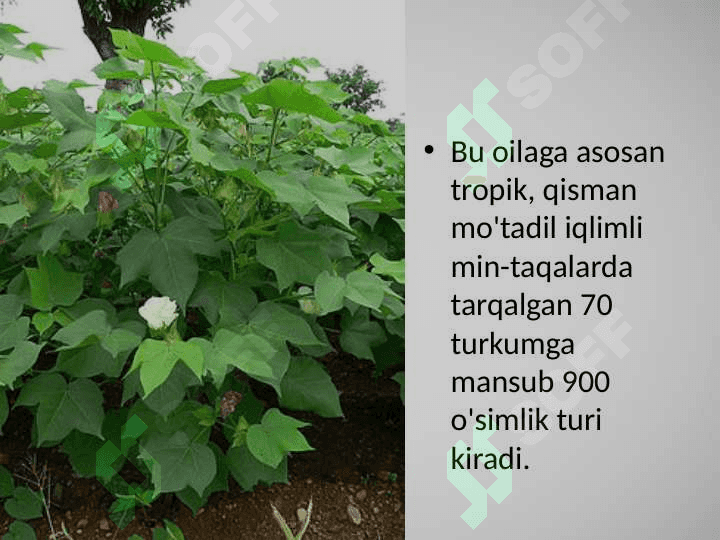 GULXAYRIDOSHLAR OILASI 3