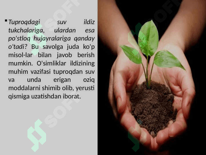 O'SIMLIKLARNING MINERAL OZIQLANISHI. ILDIZ BOSIMI. O'G'ITLAR 2