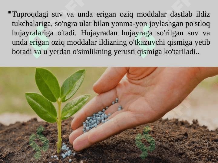 O'SIMLIKLARNING MINERAL OZIQLANISHI. ILDIZ BOSIMI. O'G'ITLAR 4