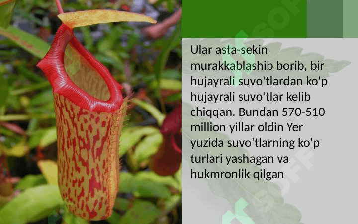 YERDA O'SIMLIKLAR DUNYOSINING RIVOJLANISHI 5