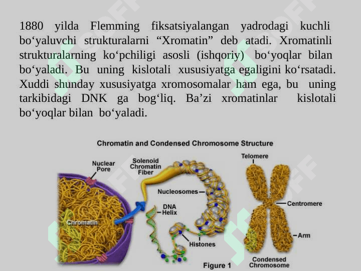 Xromatin va uning funksiyalari. Xrosomalarning mutsiyalarga uchrashi va uning oqibatlari 2