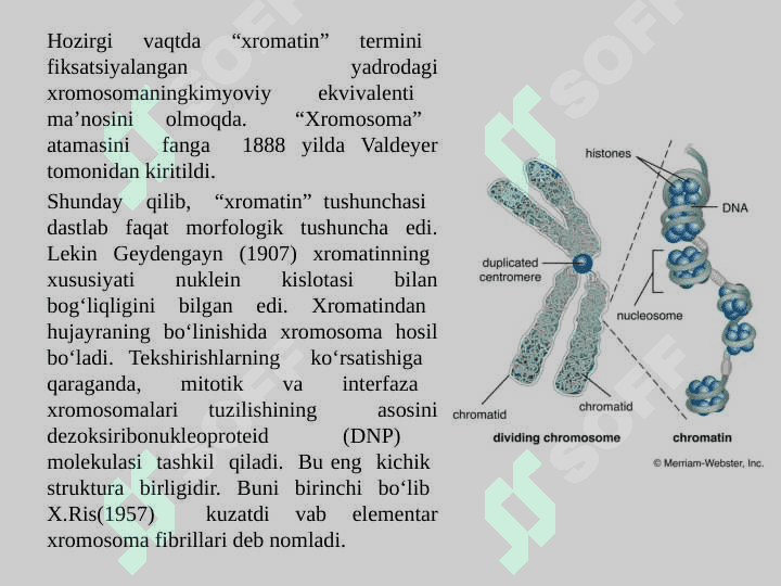 Xromatin va uning funksiyalari. Xrosomalarning mutsiyalarga uchrashi va uning oqibatlari 4