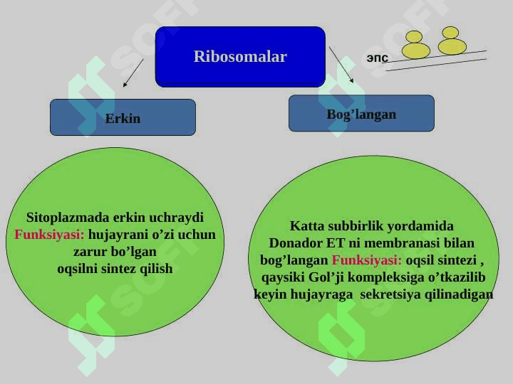Ribosomalar, oqsil bitosintezi chizmasi 3