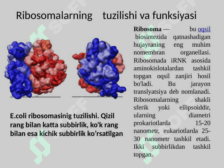 Ribosomalar, oqsil bitosintezi chizmasi 4