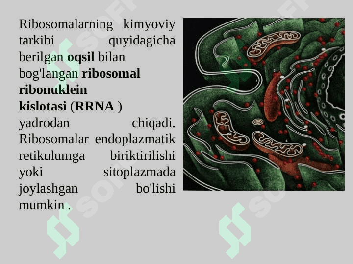 Ribosomalar, oqsil bitosintezi chizmasi 7