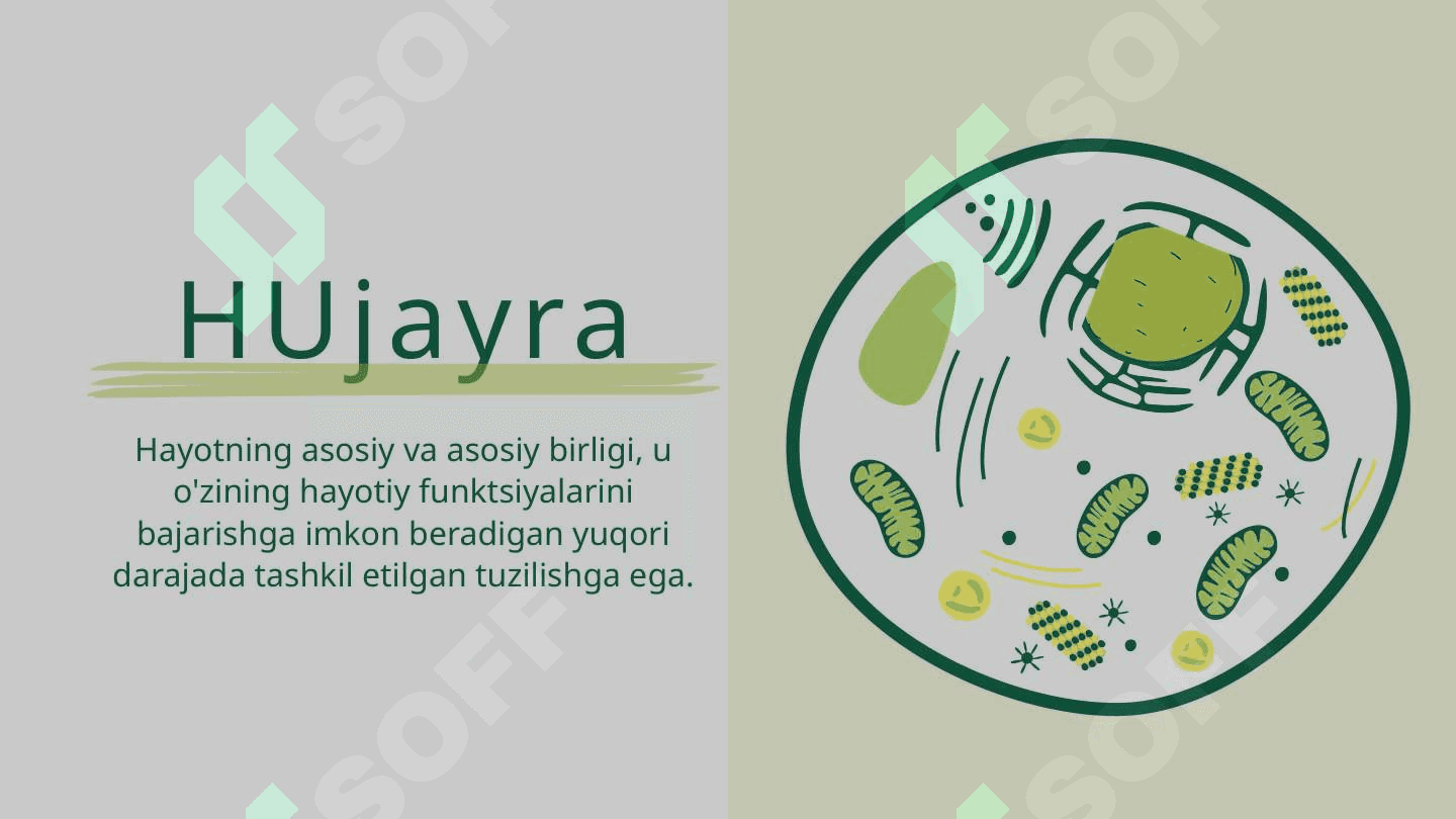 Hujayralar va ularning turlari. Hujayralarning tuzilishi va uning funksiyalari 3
