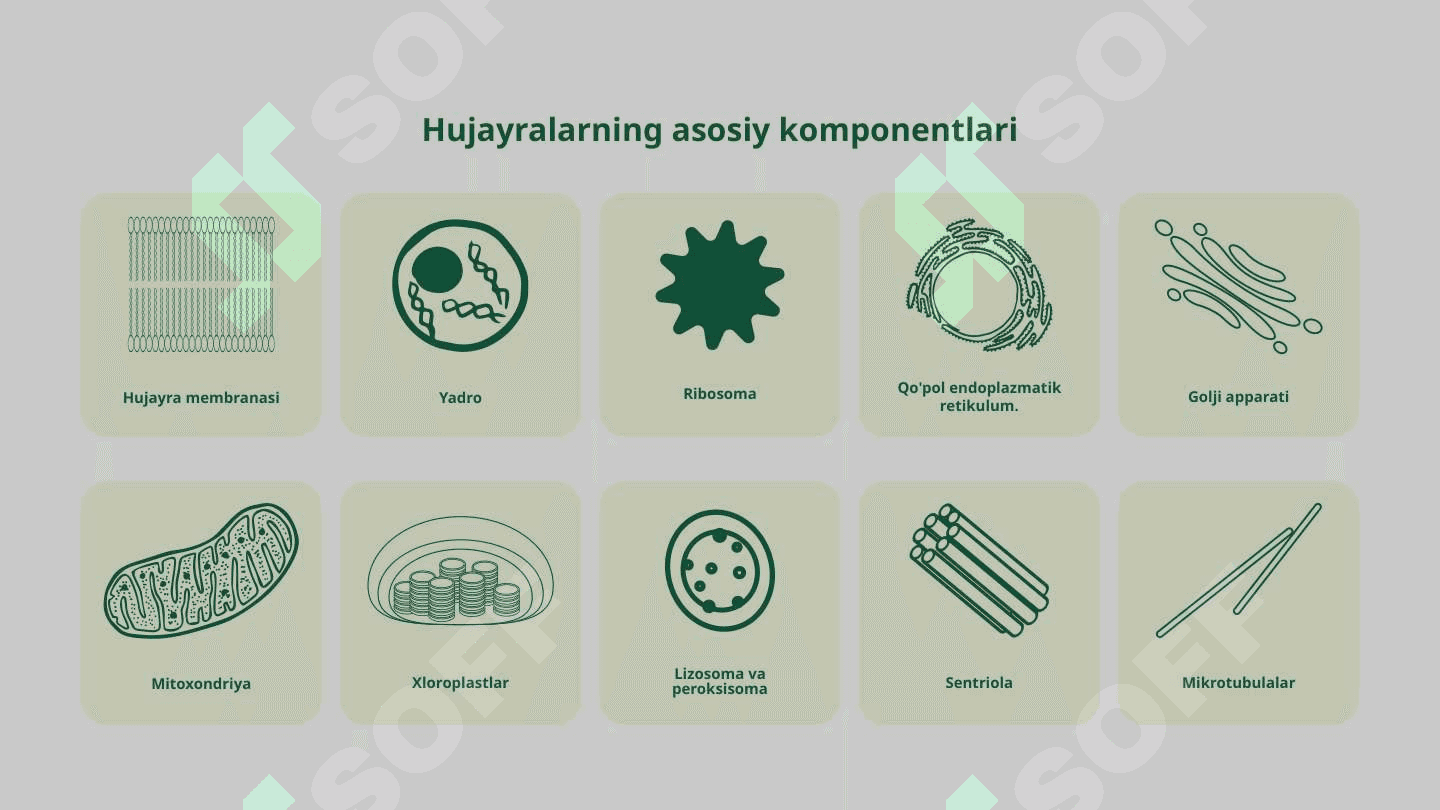 Hujayralar va ularning turlari. Hujayralarning tuzilishi va uning funksiyalari 5