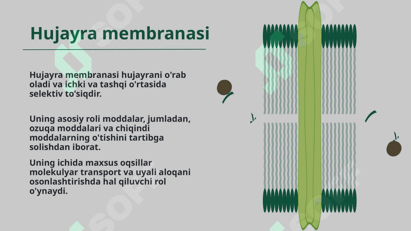 Hujayralar va ularning turlari. Hujayralarning tuzilishi va uning funksiyalari 7